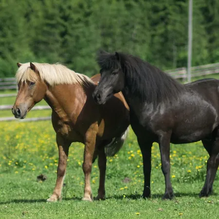 Farm stay Paimentupa