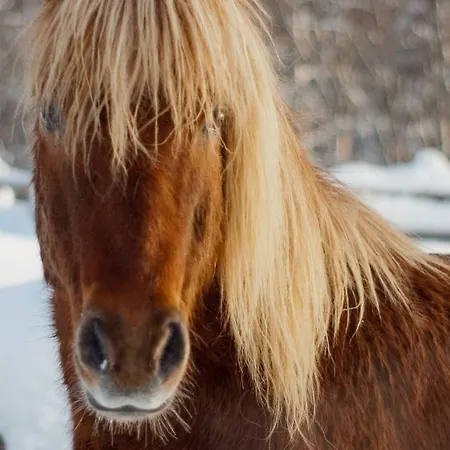 팜스테이 Paimentupa Kolinkylä