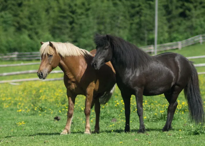 Maatilamajoitukset Paimentupa